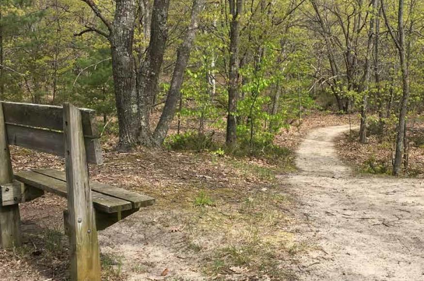 View of bench off the side of a dune/forest trail