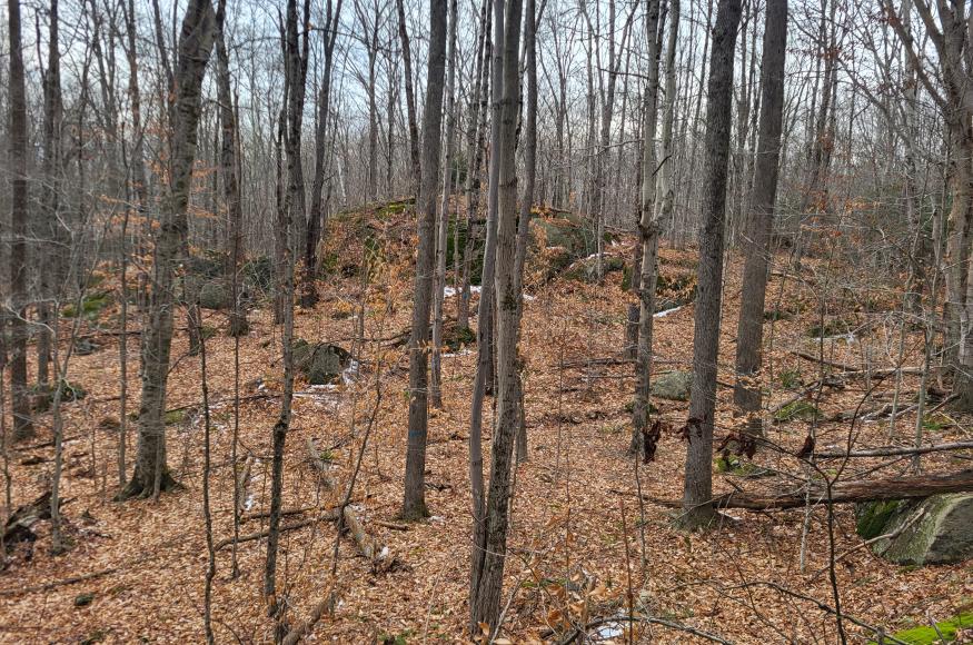 A sugar maple stand which will be thinned to release crop trees.