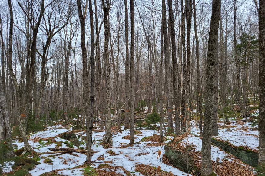 Mature ash trees that are marked to leave to promote a seed source for ash recruitment.