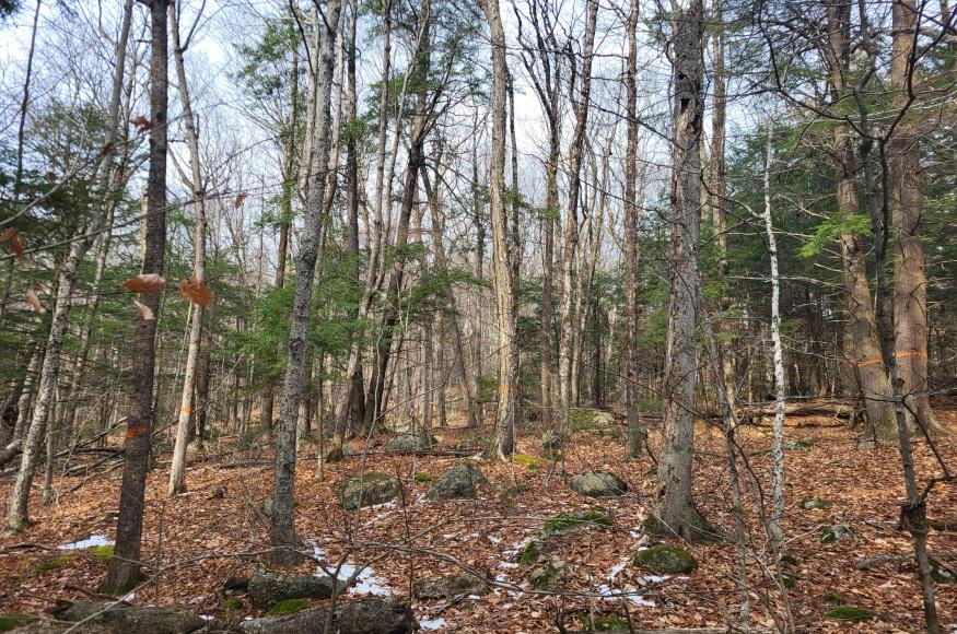 Management will focus on retaining and promoting a diversity of tree species including trees marked here in orange.