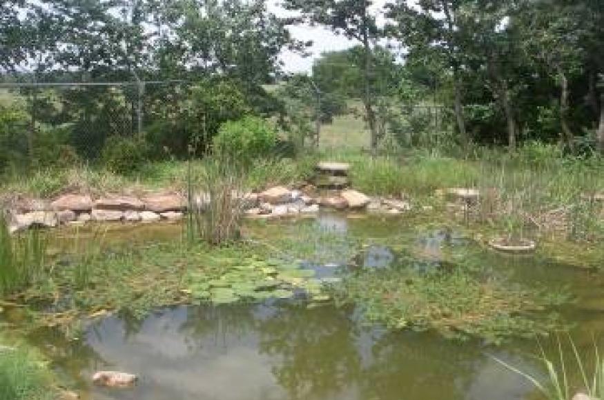 Wetland pond circa 2006