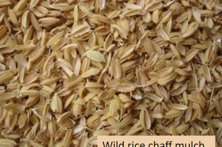 Picture of wild rice chaff