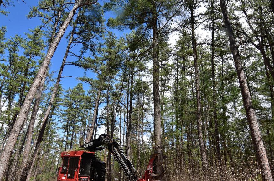 Mechanical harvester being operated during a thinning of the forest