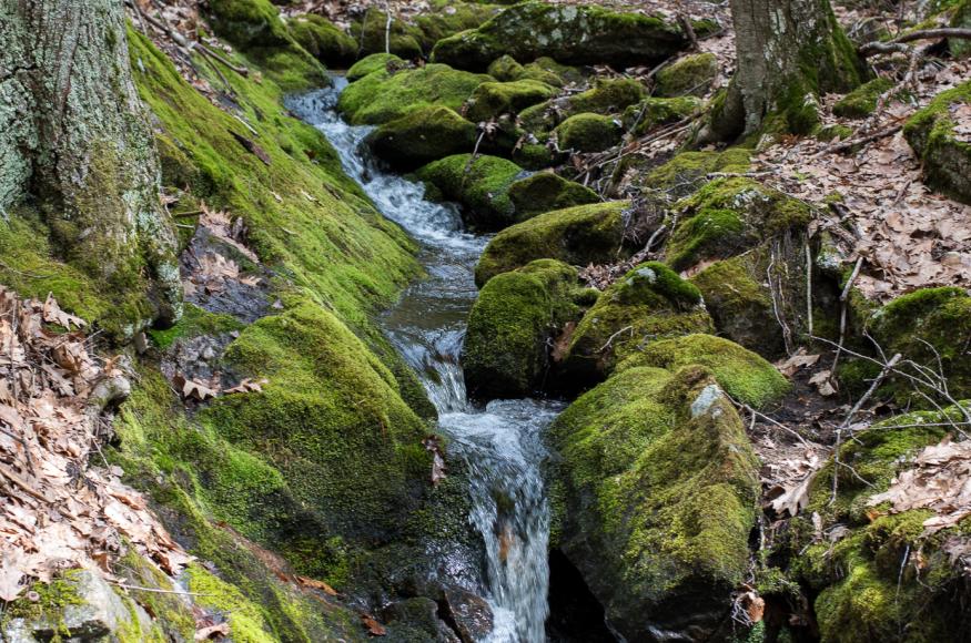 A headwater stream running through the property
