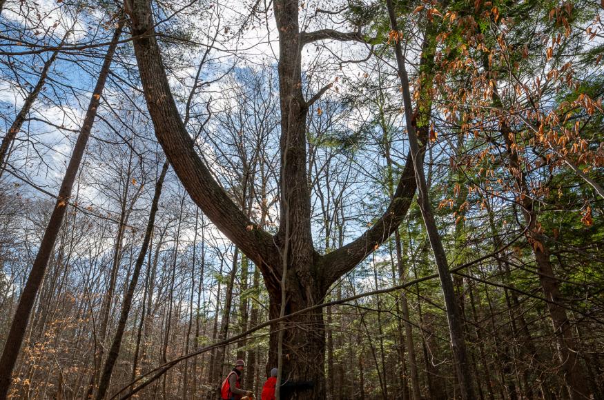 A large legacy tree on the property