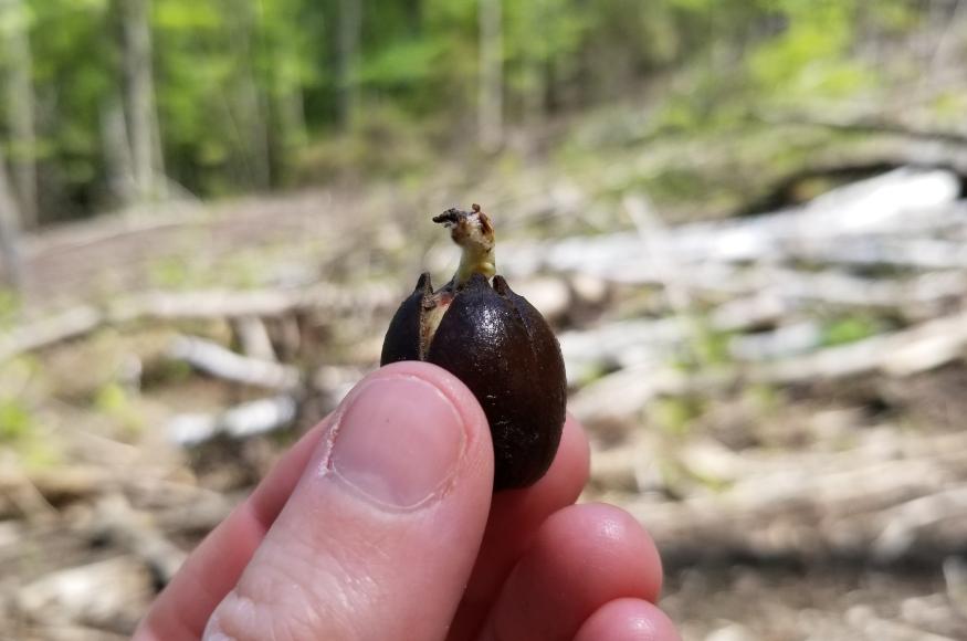 An acorn starting to sprout