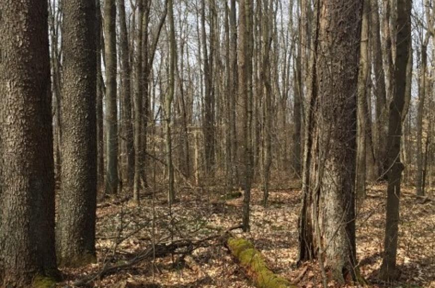 trees