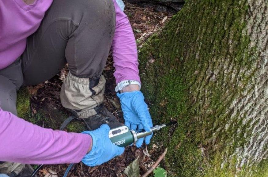 A person injecting insecticide in the base of a tree
