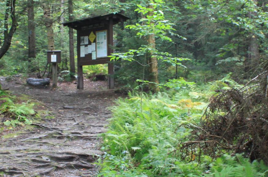 A photograph from within the forest at a trailhead in Camel's Hump State Park