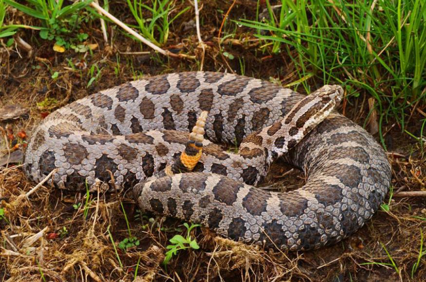 Wisconsin Dept. of Natural Resources Eastern massasauga rattlesnake