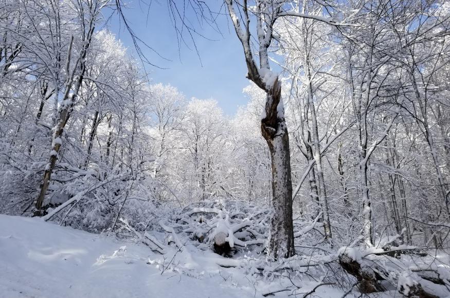 A gap in the forest canopy in the winter