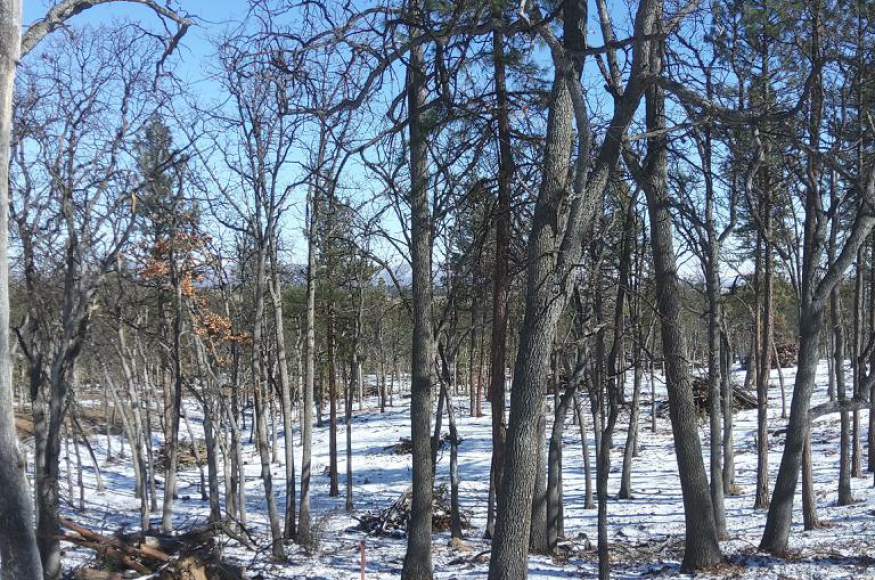 Thinning stand (replicating fire), retaining large oaks and healthy pines, decreasing canopy cover to promote grass/forb cover in understory