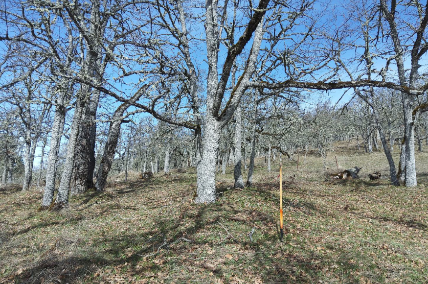 Post-treatment, retaining large diameter oaks, thinning out smaller oaks if in close proximity to large oaks, retaining large downed wood for wildlife habitat/structure