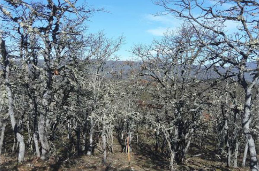 Pre treatment: retaining larger diameter oaks and healthy young Ponderosa pines (majority of large pines killed by western pine beetle)