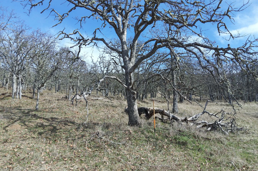 Post-treatment, retaining large diameter oaks, thinning out smaller oaks if in close proximity to large oaks, retaining large downed wood for wildlife habitat/structure