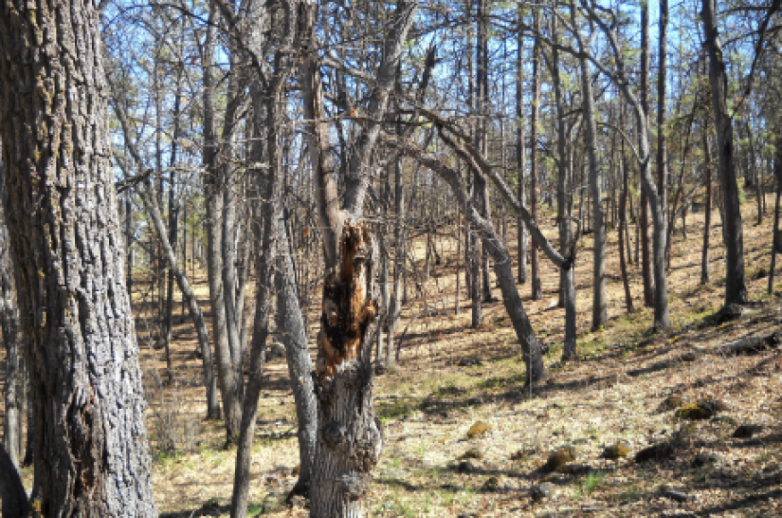 Pre-treatment: Thinning stand (replicating fire), retaining large oaks and healthy pines, decreasing canopy cover to promote grass/forb cover in understory
