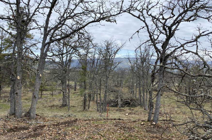 Post treatment: retaining larger diameter oaks and healthy young Ponderosa pines (majority of large pines killed by western pine beetle)