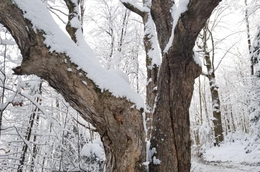 Large tree in the winter