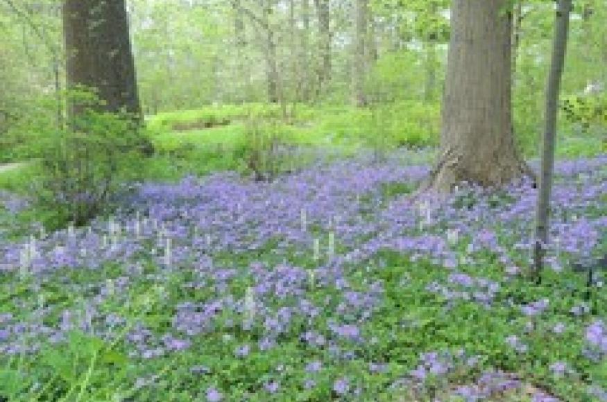 understory with purple flowers and a few tree trunks