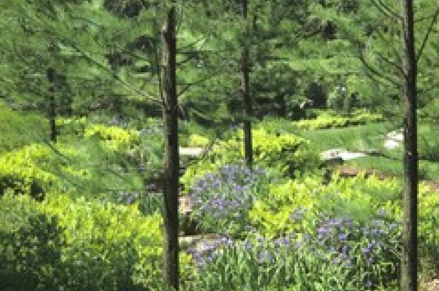 scene with some small pine trees and flowers