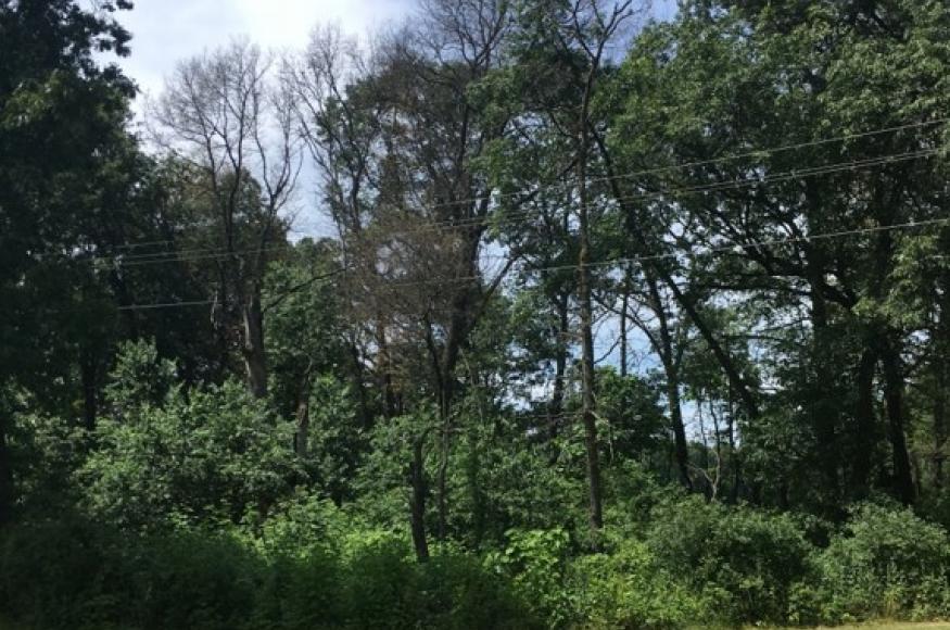 scene with mowed lawn in the foreground and forest in the background