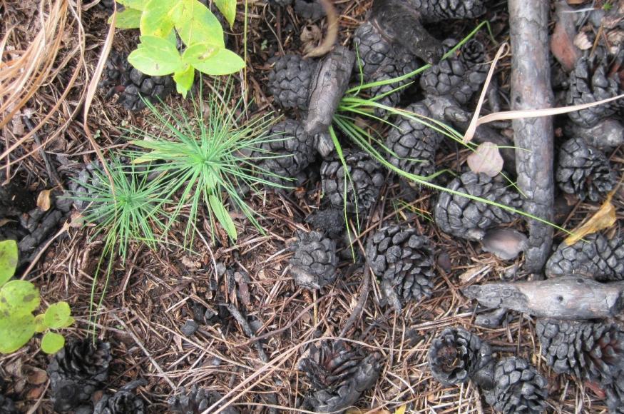 Jack pine regeneration has been good in places, and follow-up surveys will determine if supplemental planting is necessary. 