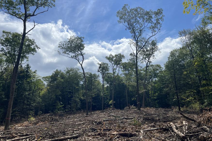 A gap in the forest canopy after a harvest