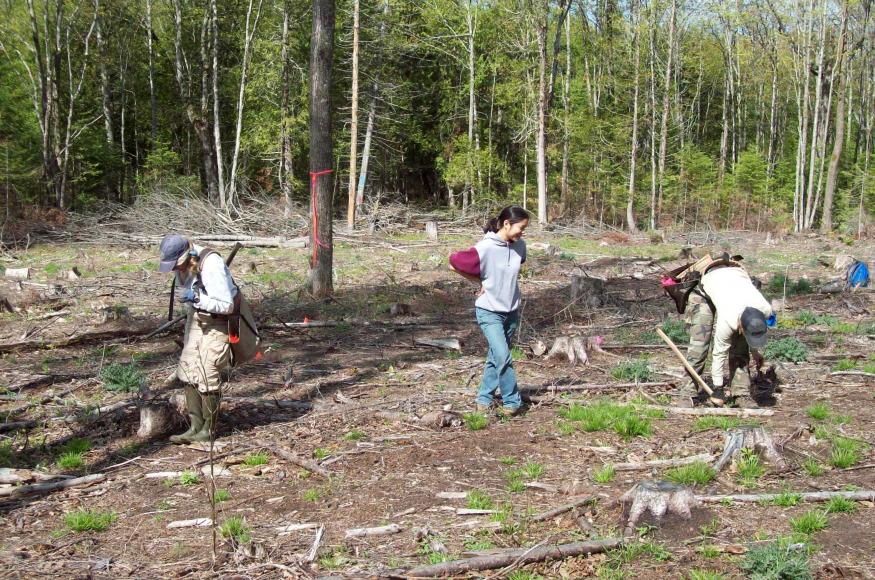 A planting crew hard at work. 
