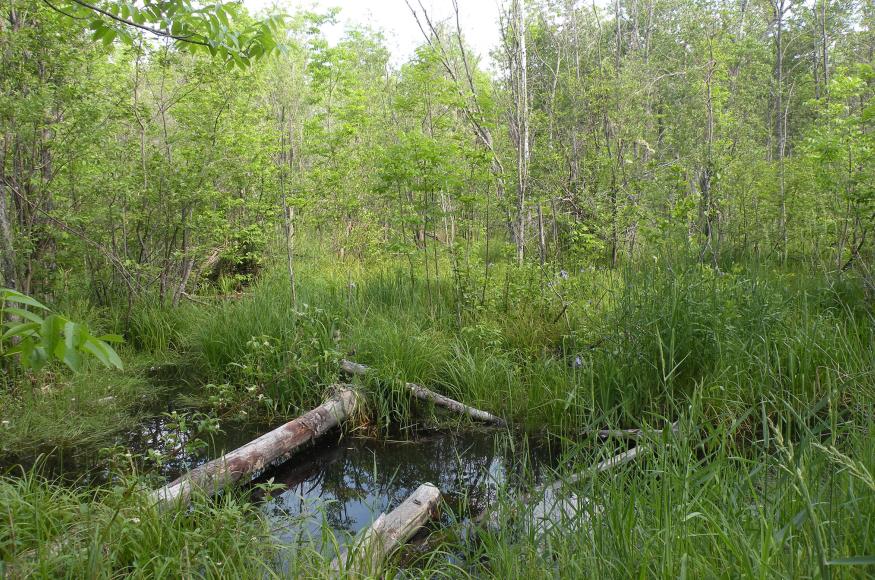 Wetland habitat