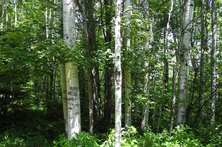 Aspen forest