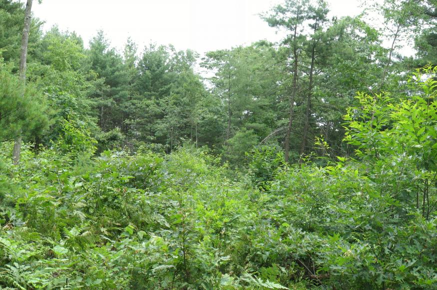 An open area containing very young trees within a mature forest.
