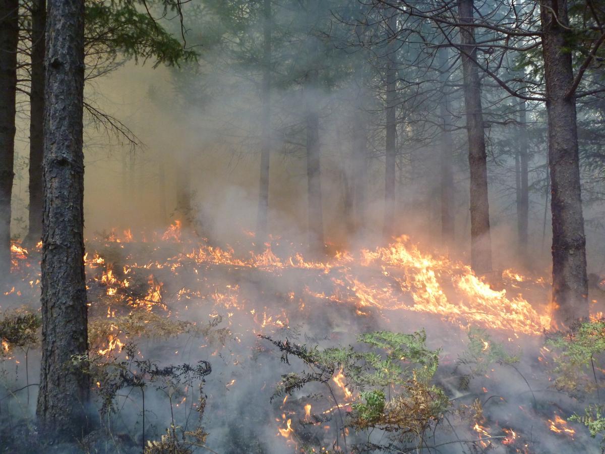 Shasta-Trinity National Forest prescribed burn 2018 (USDA Forest Service)