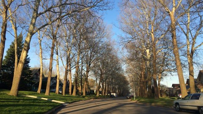 Des Moines Street Trees. Source: Joel Aschbrenner, Des Moines Register.