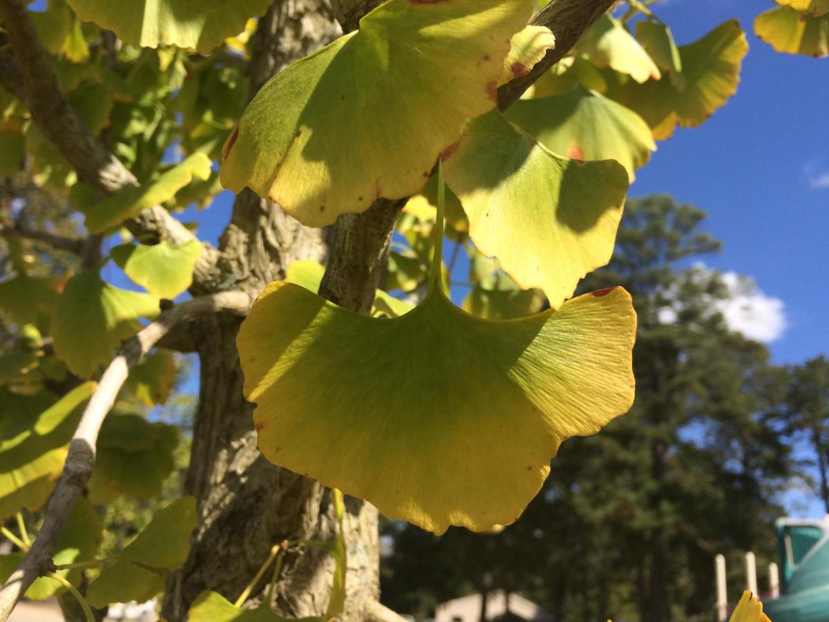 Street Tree Close-up. Source: City of Rochester.