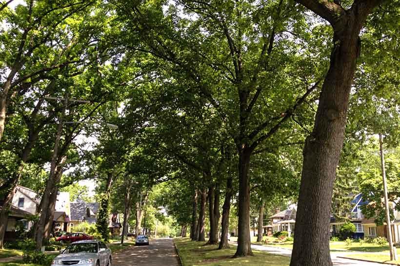 Grand Rapids Street Trees. Source: Elaine Dalcher.