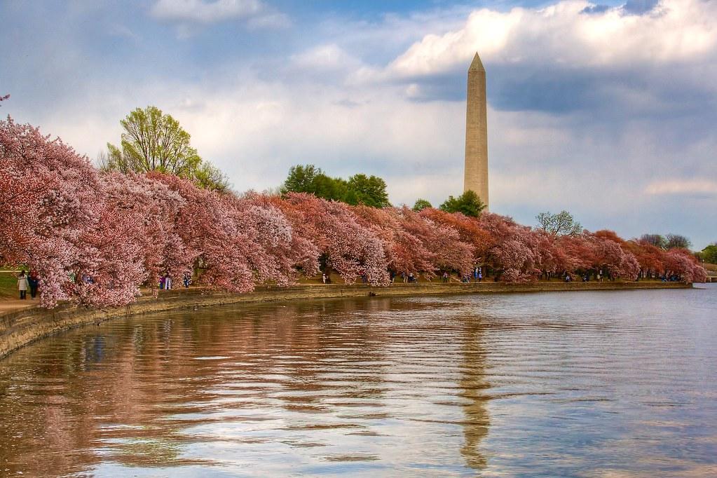 Washington D.C. Cherry Blossoms. Source: Flickr, PeterPanFan.