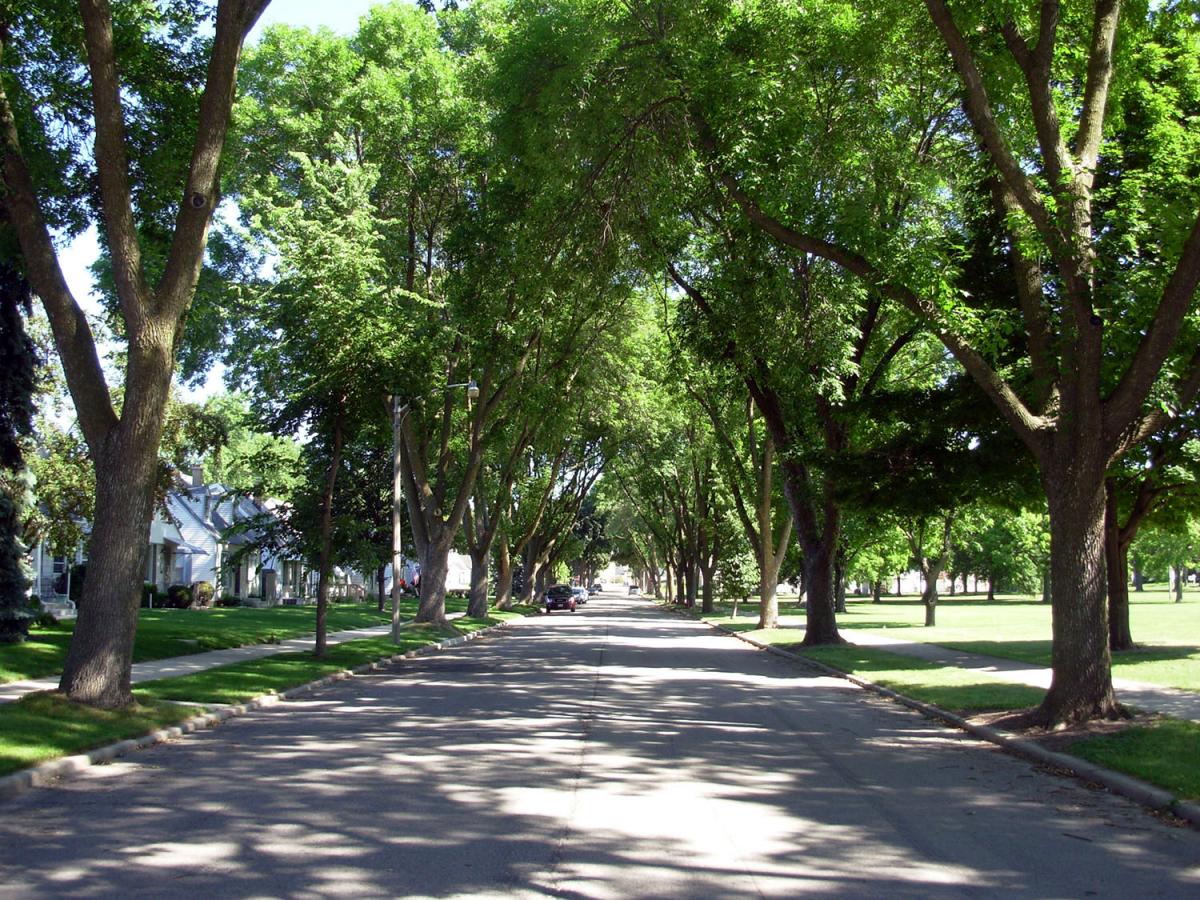 Summer Trees Lined Along a Residential Street.