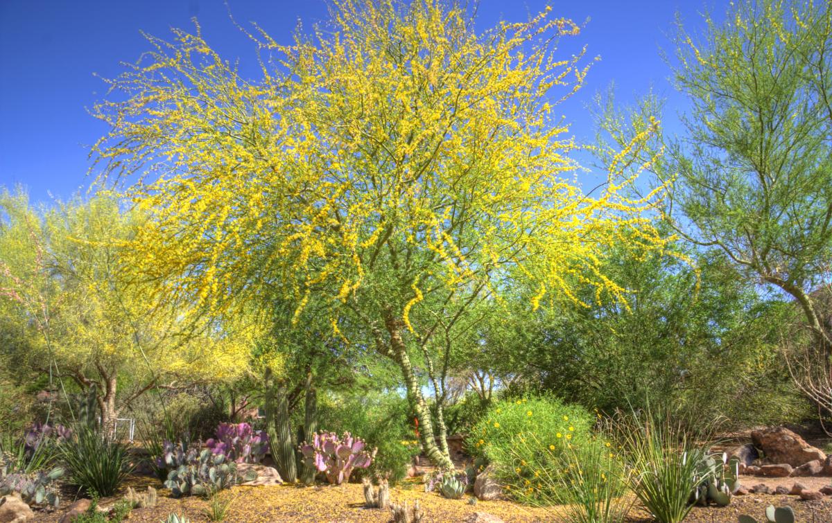Phoenix, AZ: Palo Verde in Bloom at the Desert Botanical Garden.