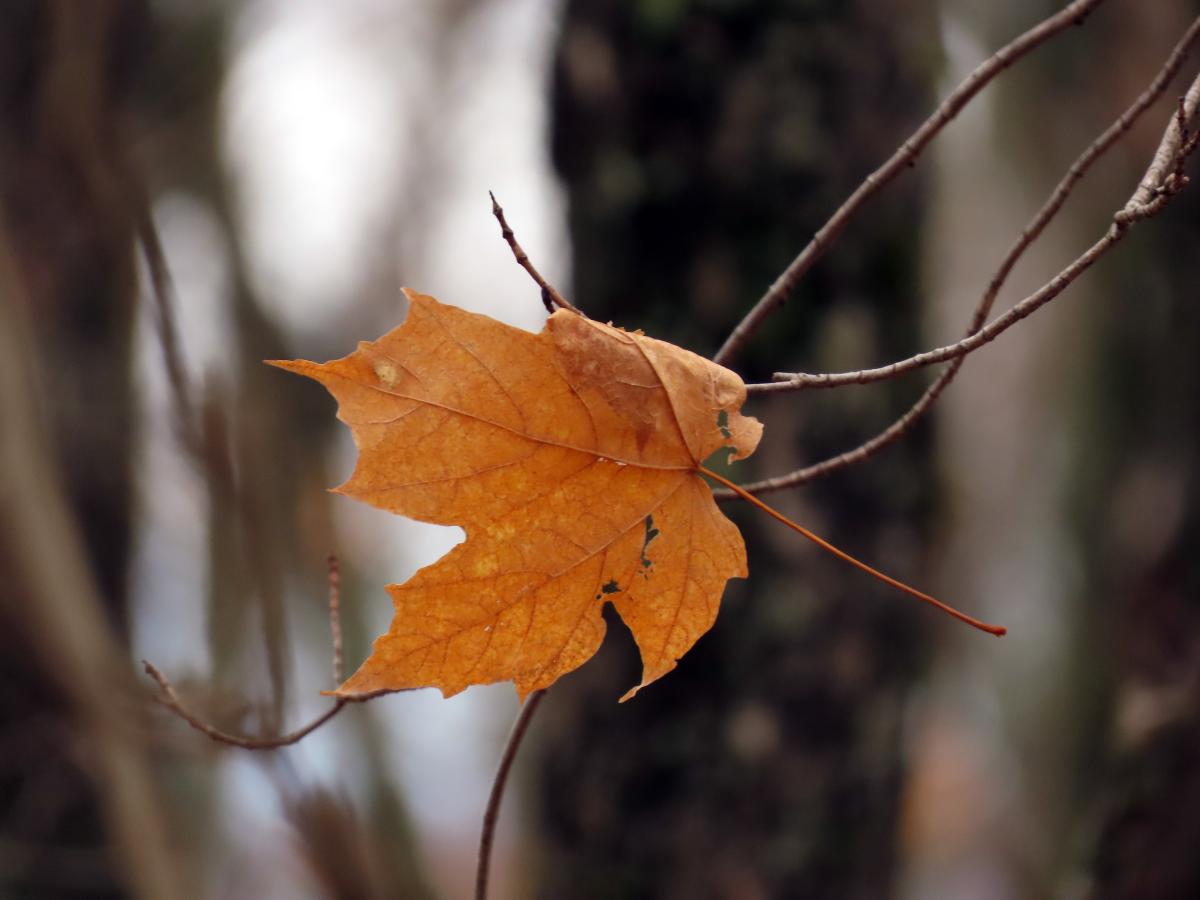 A single maple leaf caught in the twigs of another small maple. USFS photo by Steve Robertsen.