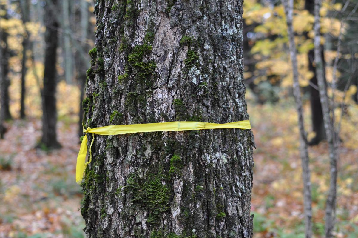 Photograph of a tree trunk with a yellow ribbon tied around it.
