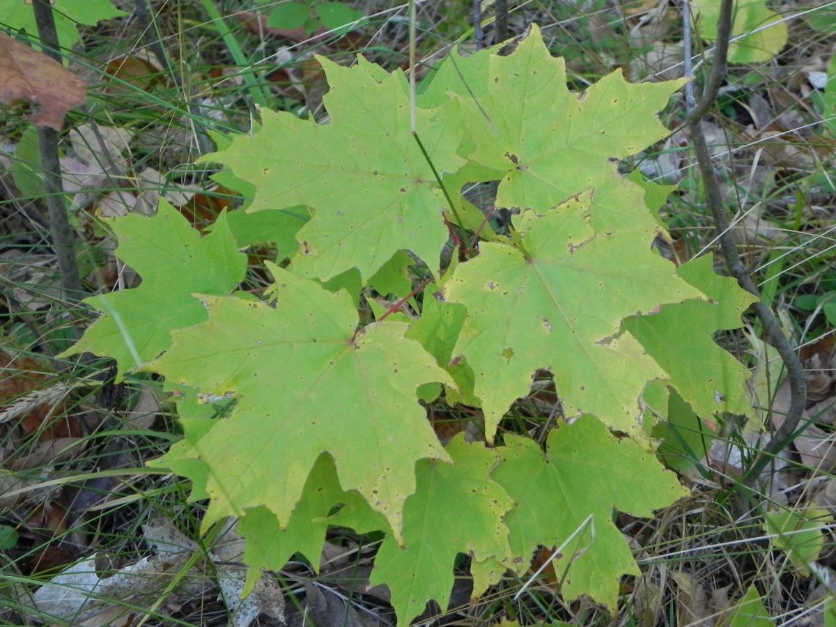 Photograph of a small maple seedling.