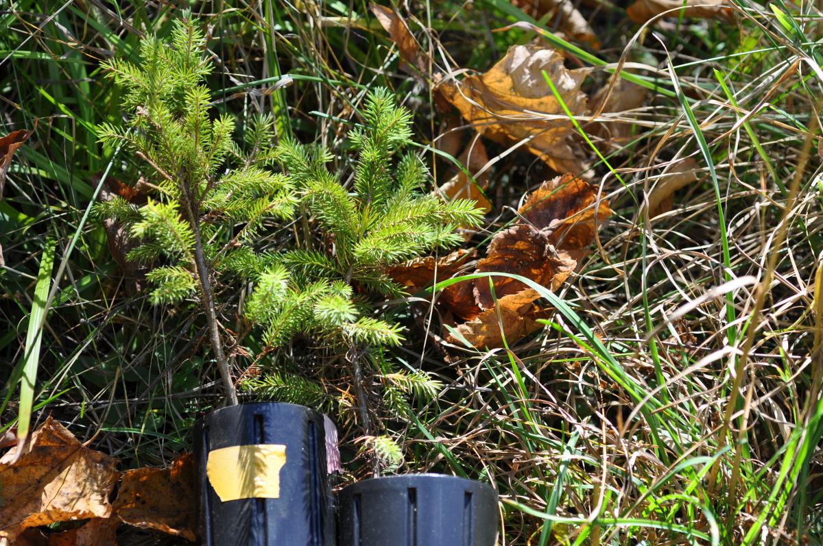 Photograph of tree seedlings.