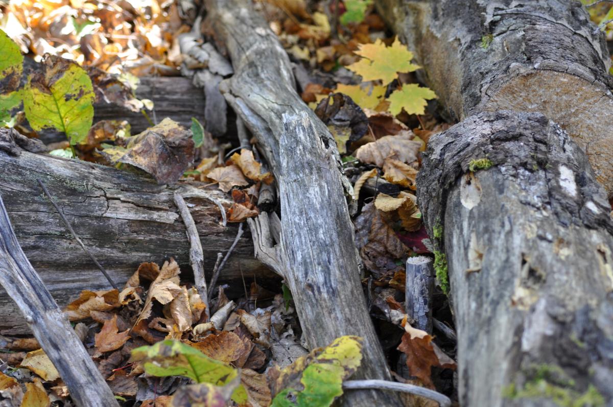 Photograph of downed woody debris.