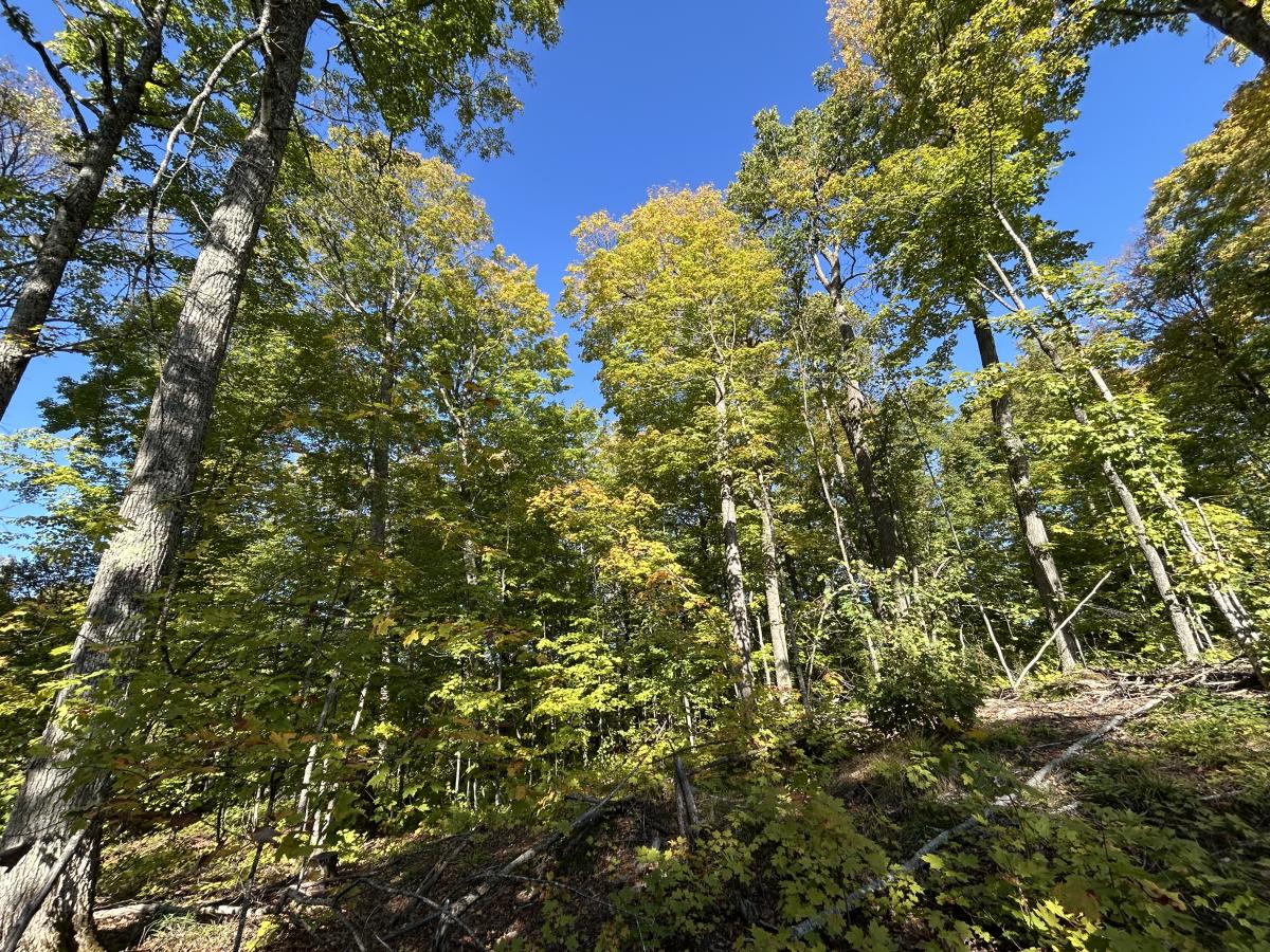 A photograph of forest trees surrounding a clearing.