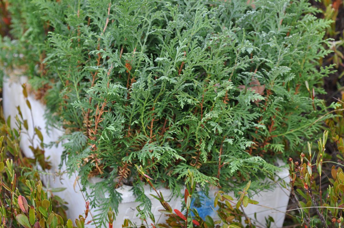 Photograph of cedar seedlings on a foam pallet.