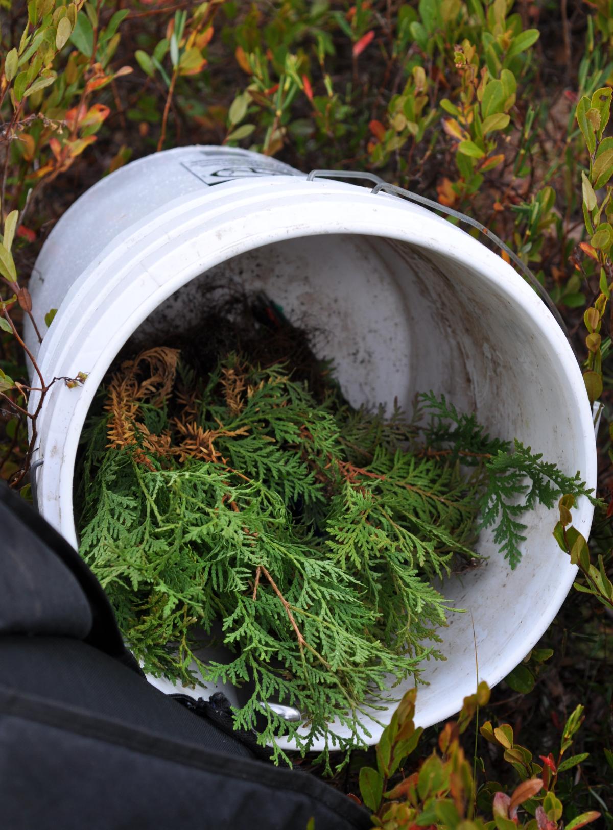 A photograph of cedar seedlings in a bucket waiting to be planted.
