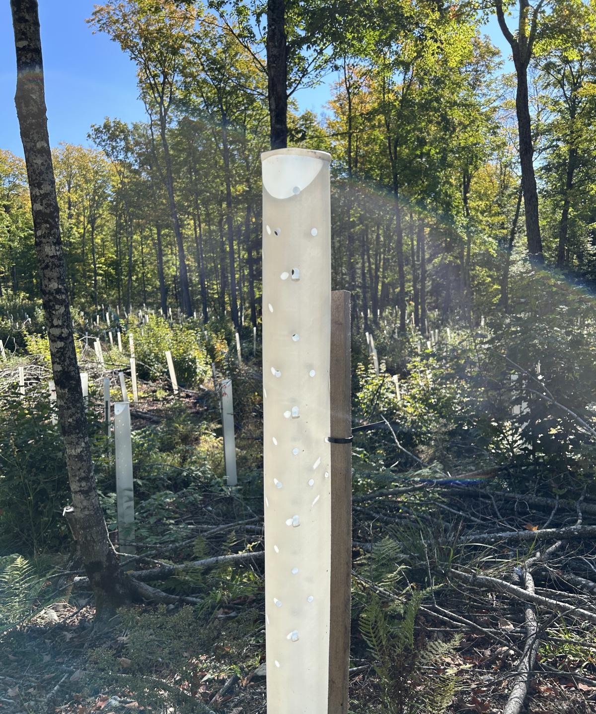 Photograph of a white planting tube in a forest clearing.