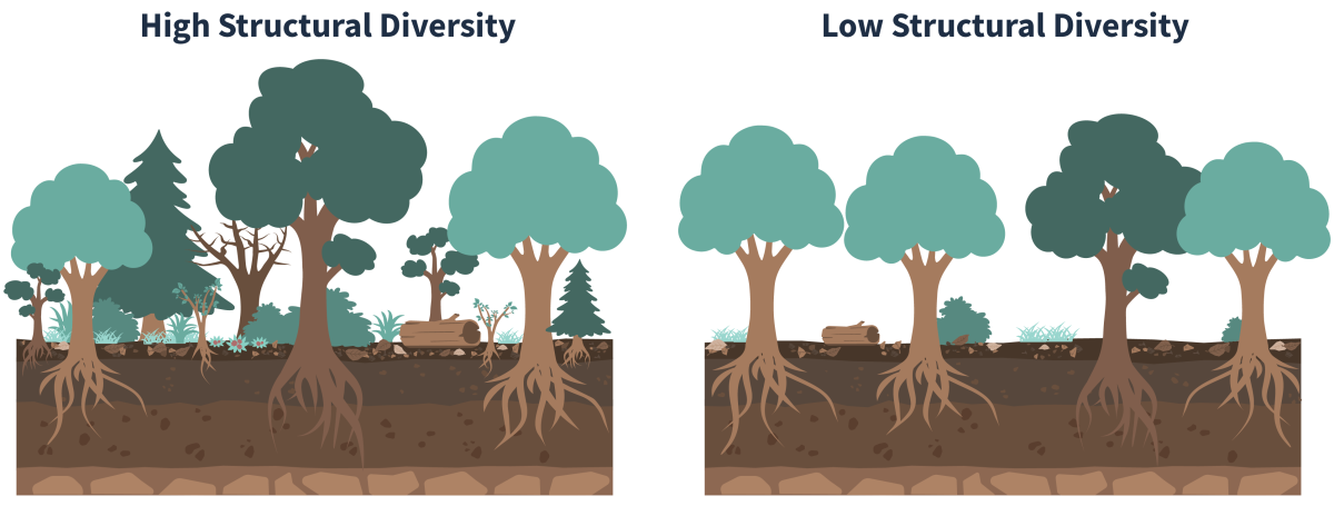 Illustration of a forest with high structural diversity on the left side and low structural diversity on the right side. High structural diversity illustration includes lots of trees, saplings, understory, dead wood, etc., and low structural diversity illustration has even aged simlar trees, less dead wood and understory.