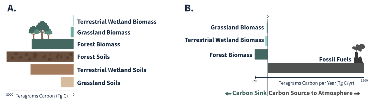Two figures showing carbon storage (A, left side) and carbon flux (B, right side). Carbon storage (A) shows terrestrial wetland biomass, grassland biomass, forest biomass, forest soils, terrestrial wetland soils, and grassland soils in teragrams of carbon. Carbon flux (B) shows grassland biomass, terrestrial wetland biomass, and forest biomass as carbon sinks and fossil fuels as a carbon source to the atmosphere in teragrams of carbon per year.