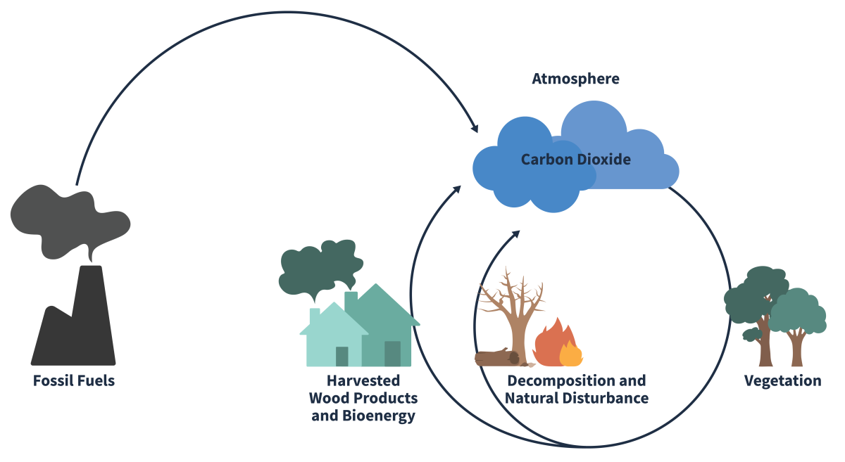 Illustration of the carbon cycle. Starting at the top carbon cycles from the atmosphere (carbon dioxide) to vegetation then back to the atmsphere through decomposition and natural disturbance. Carbon can offshoot from this cycle by being turned into harvested wood products and bioenergy, which will eventually cycle back into the atmosphere. Fossil fuels is shown as an outside input into the atmosphere and carbon cycle.